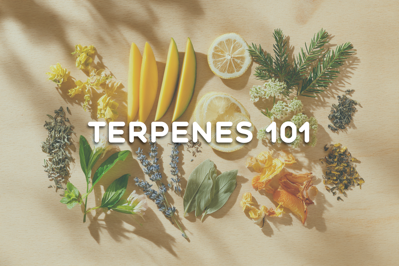 Why Terpenes Are the Best Plant-Derived Everyday Remedy: A Friendly Guide