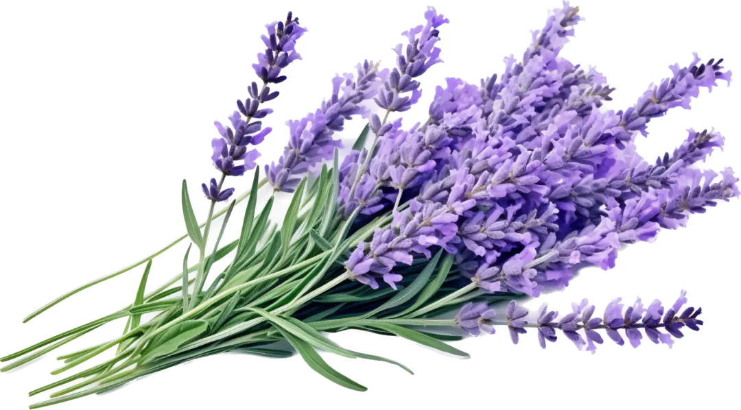 Happiest_Hour___Terpenes___Lavender