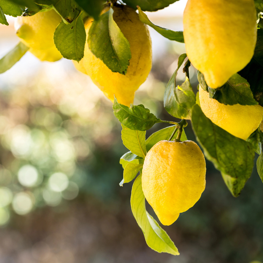 LemonTree